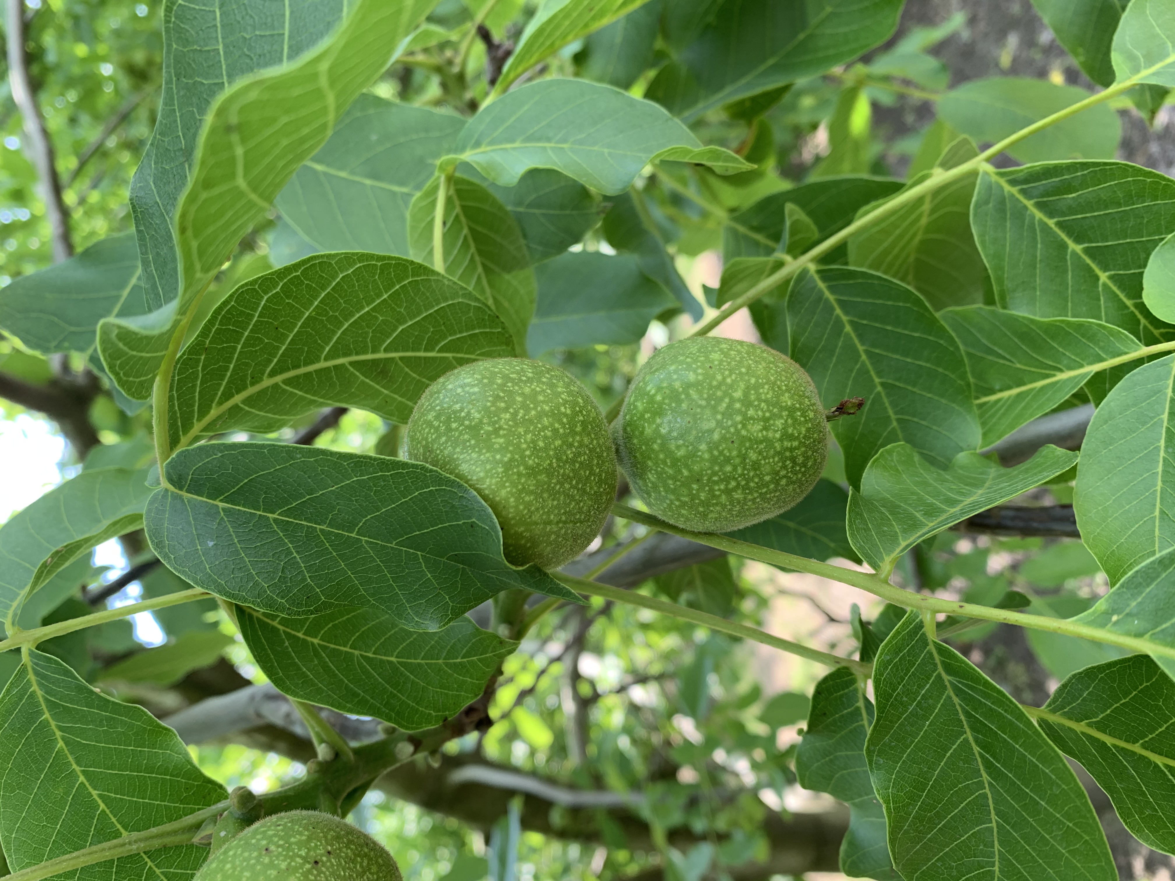 PRONTI PER IL NOCINO!